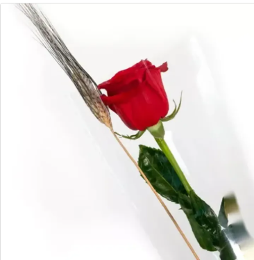 Rosa de Sant Jordi