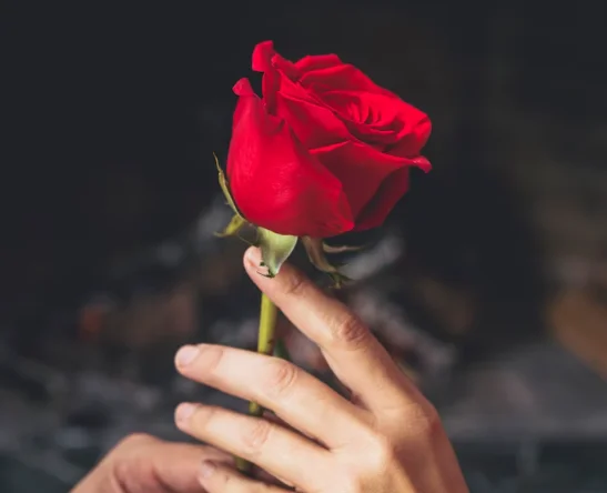 Rosa de Sant Jordi - Imagen 2